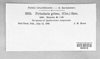 Pyricularia grisea image
